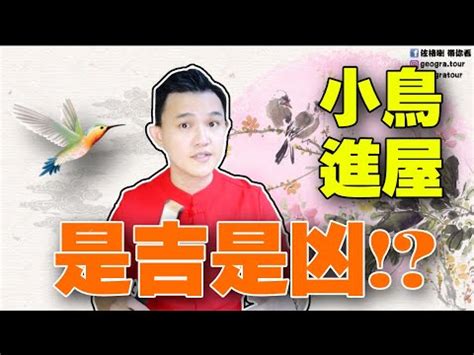 鳥飛入屋|小鳥闖入屋內寓意